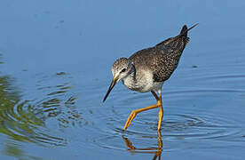 Lesser Yellowlegs