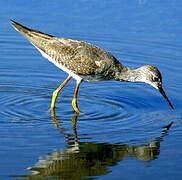 Lesser Yellowlegs