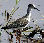 Lesser Yellowlegs