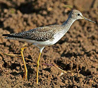 Lesser Yellowlegs