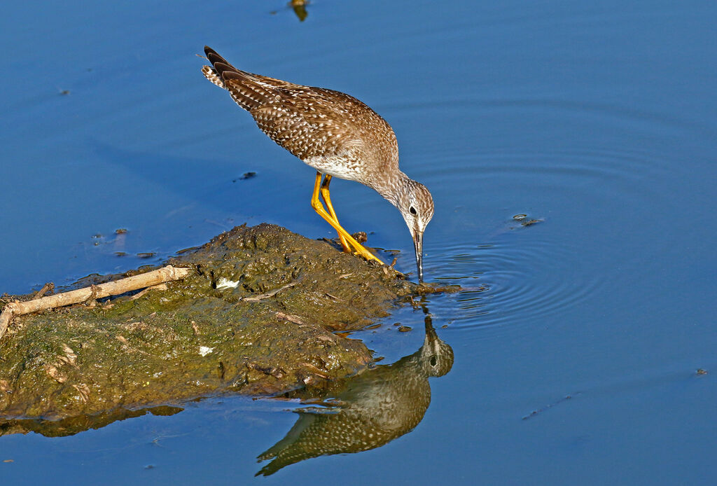 Lesser Yellowlegs