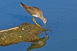 Lesser Yellowlegs