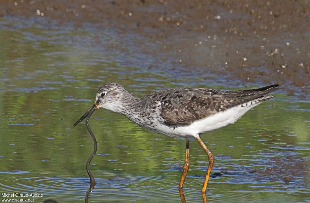 Lesser Yellowlegsadult breeding, feeding habits, eats