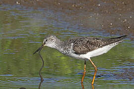 Lesser Yellowlegs