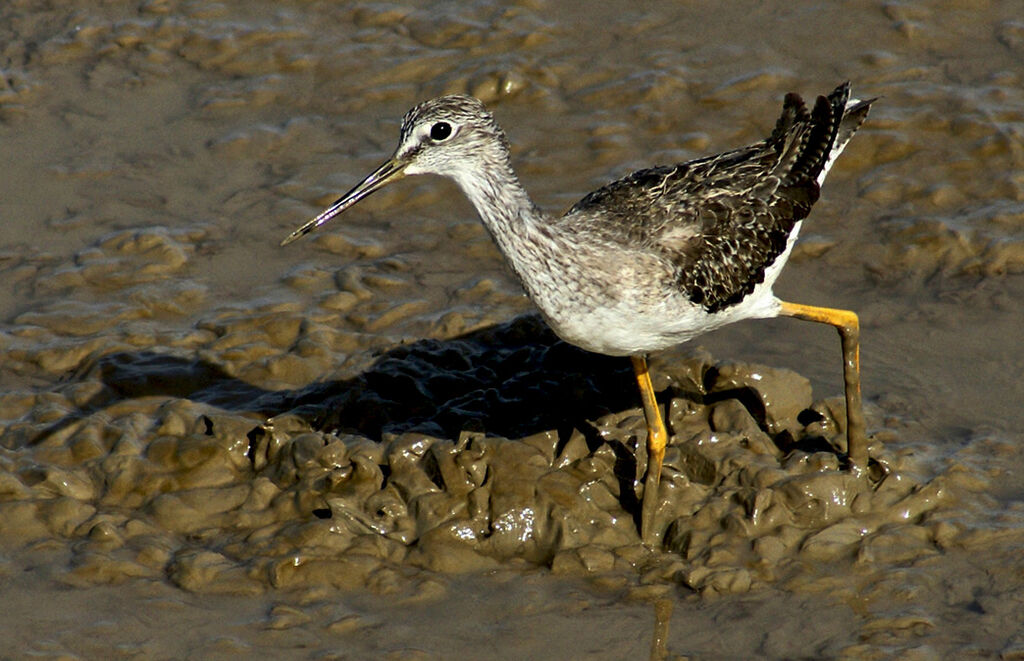 Greater Yellowlegs, identification