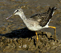 Greater Yellowlegs