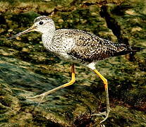 Greater Yellowlegs