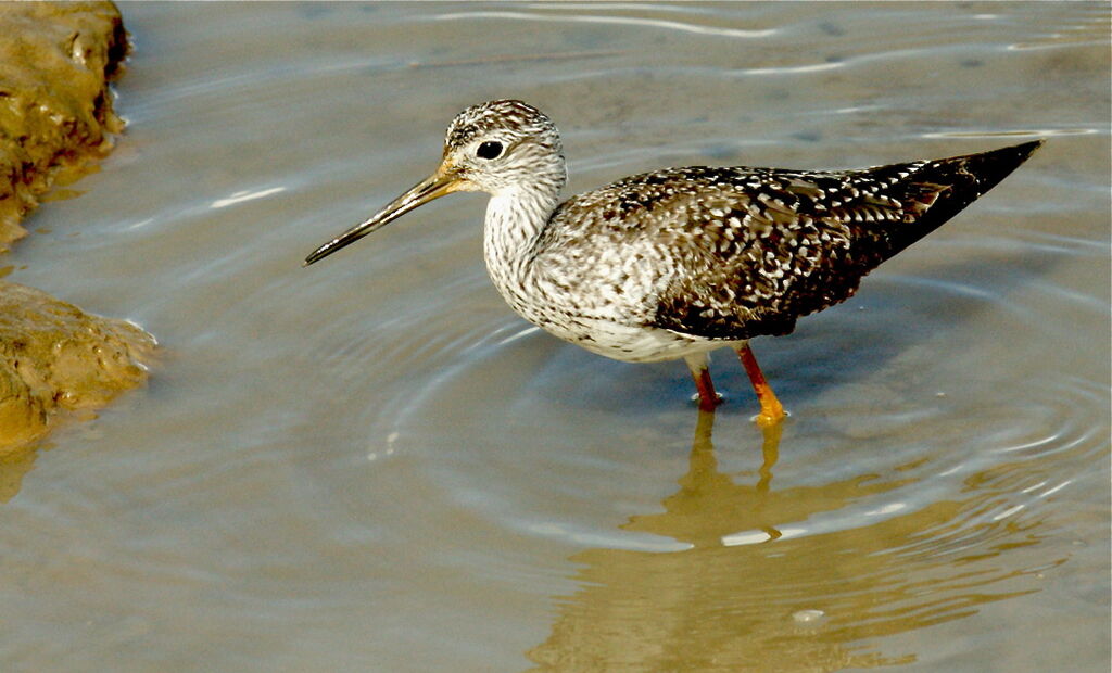 Greater Yellowlegs, identification