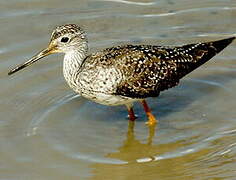 Greater Yellowlegs