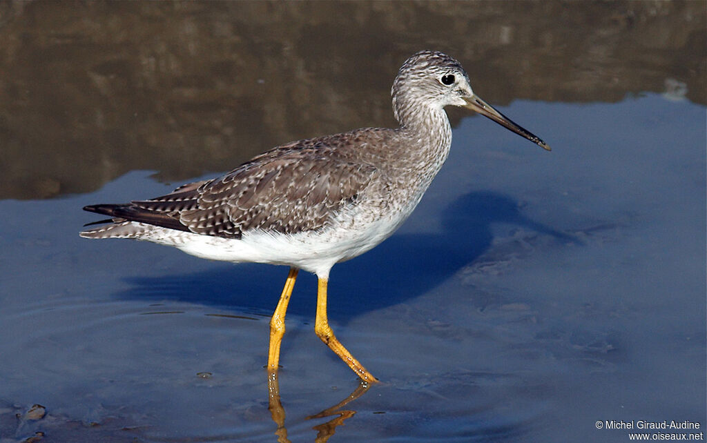 Greater Yellowlegs, identification