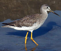 Greater Yellowlegs