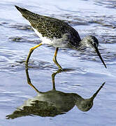 Greater Yellowlegs