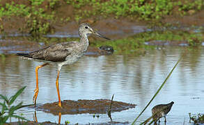 Greater Yellowlegs