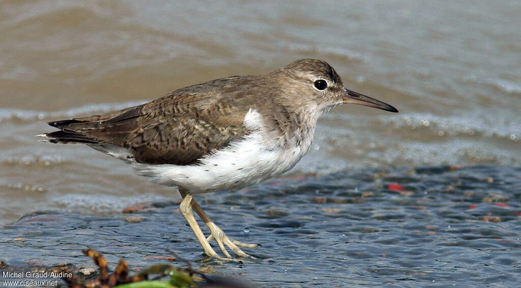 Spotted Sandpiperadult post breeding, identification