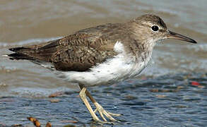 Spotted Sandpiper