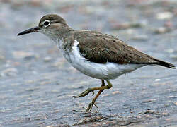 Spotted Sandpiper