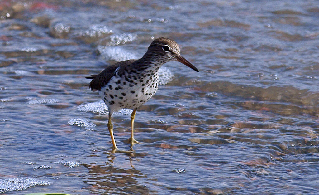 Spotted Sandpiper