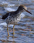 Spotted Sandpiper