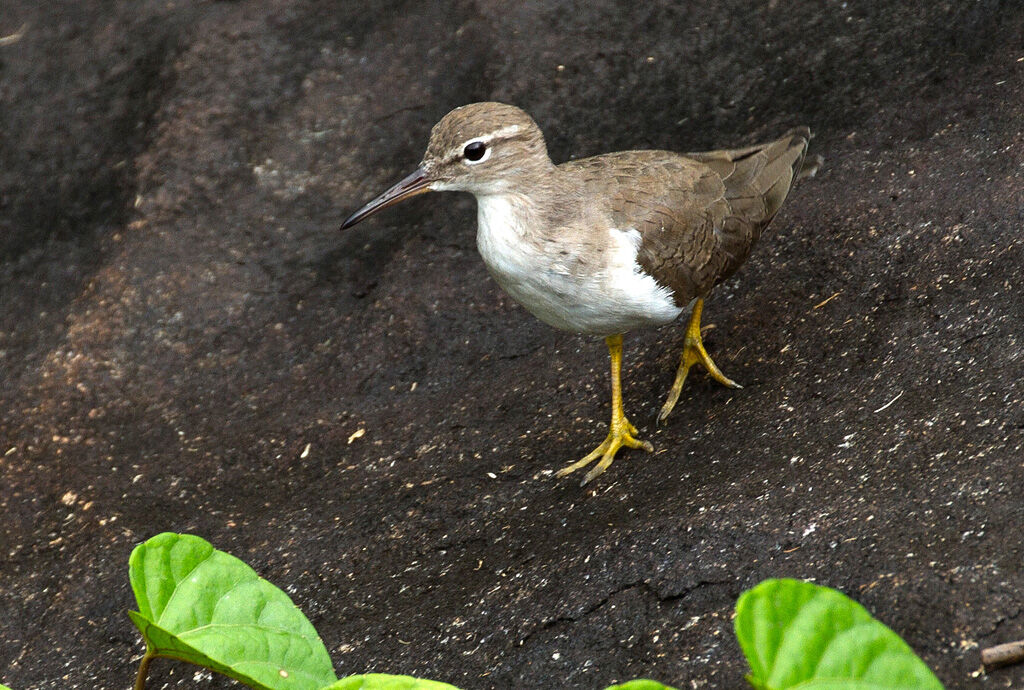 Spotted Sandpiper