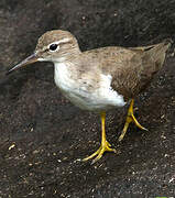 Spotted Sandpiper