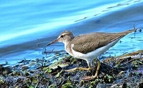 Spotted Sandpiper