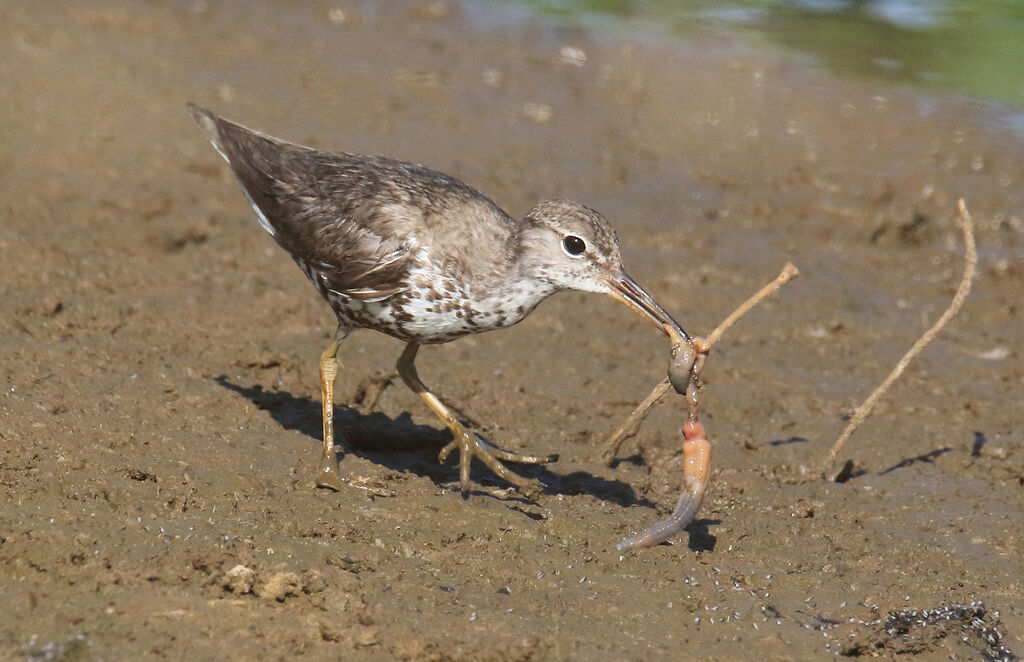 Spotted Sandpiper, eats