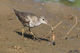 Spotted Sandpiper