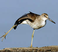 Willet