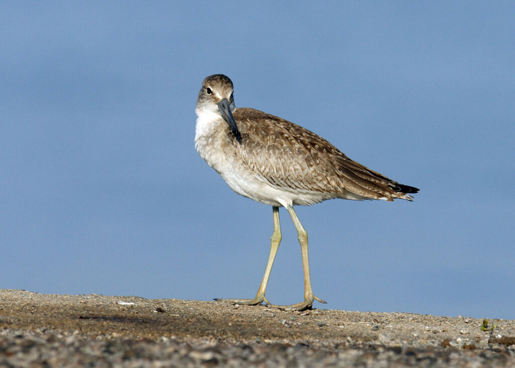 Willetjuvenile, identification