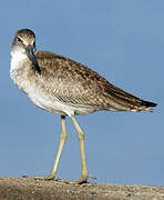 Willet