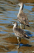 Willet