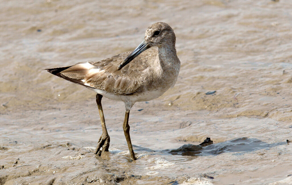 Willet