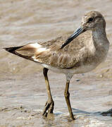 Willet