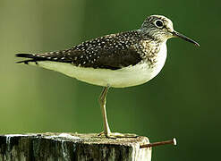 Solitary Sandpiper