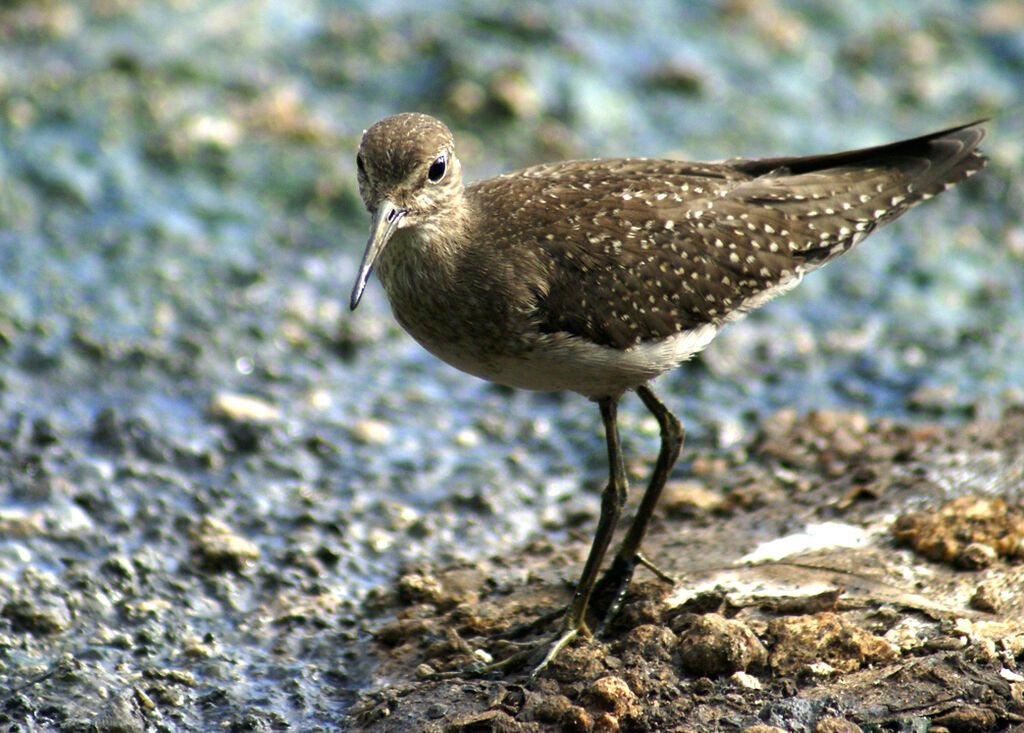 Solitary Sandpiper, identification