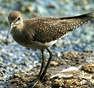 Solitary Sandpiper