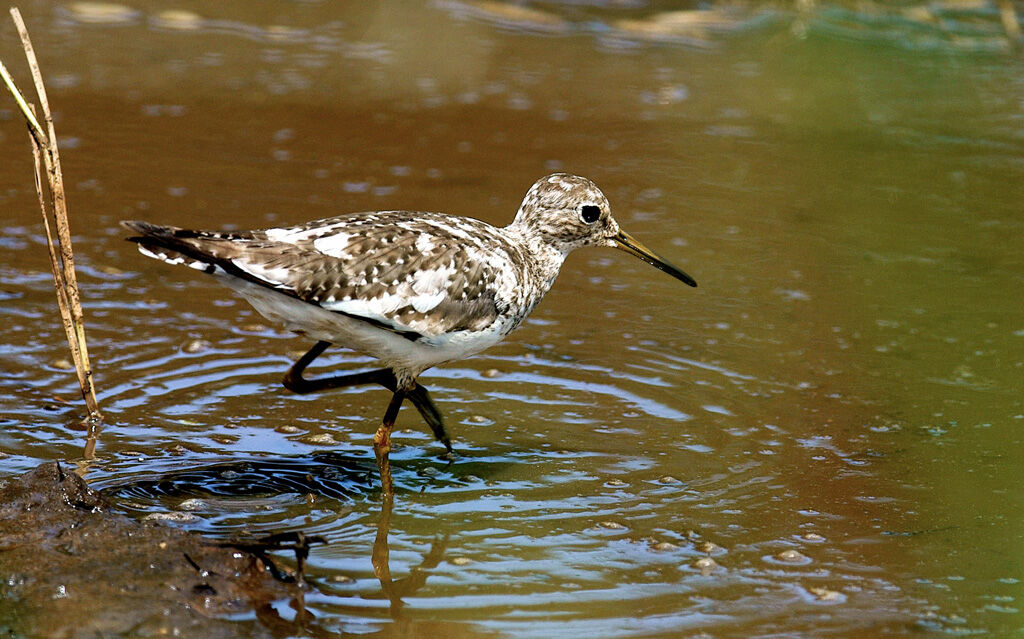 Solitary Sandpiper