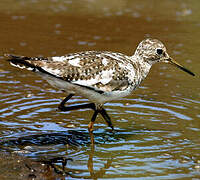 Solitary Sandpiper