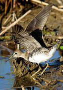 Solitary Sandpiper