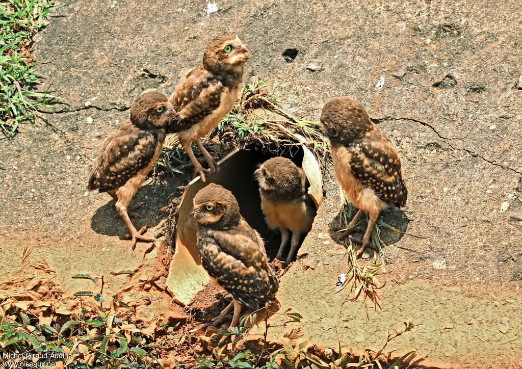 Chevêche des terriers