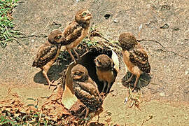 Burrowing Owl