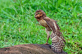 Burrowing Owl