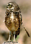 Burrowing Owl