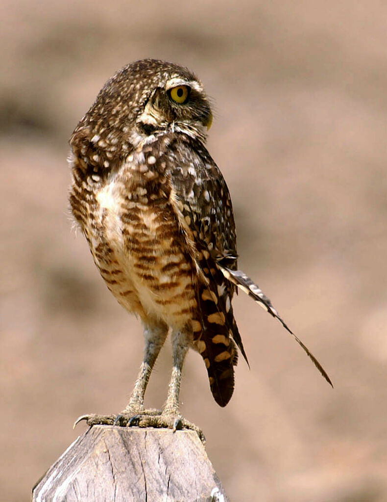 Burrowing Owl