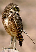 Burrowing Owl