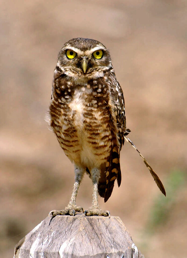 Burrowing Owl