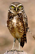 Burrowing Owl