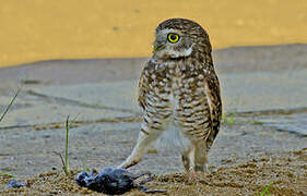 Burrowing Owl