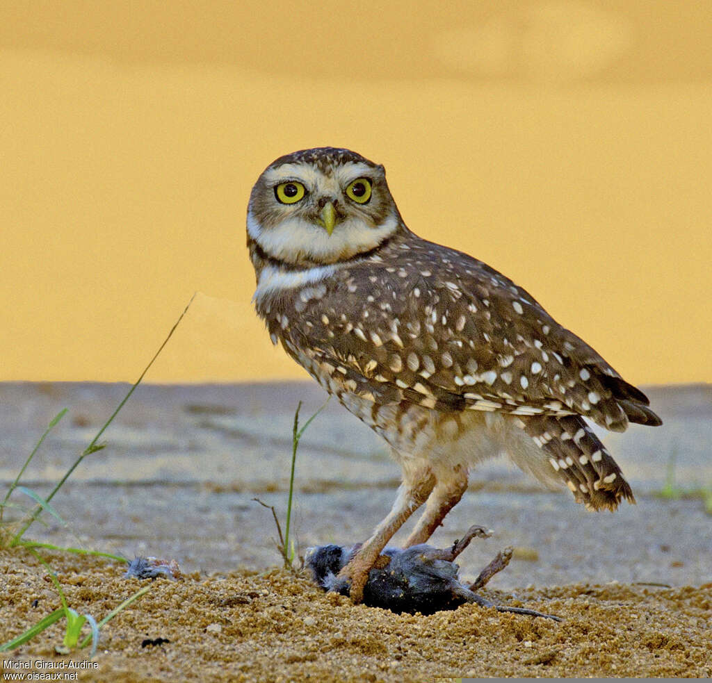 Burrowing Owladult, feeding habits