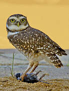 Burrowing Owl